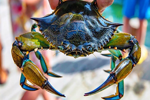 Icmeler: Dalyan Köyceğiz, Mud Bath, Thermal Bath, King Tombs (By Bus) - Image 3