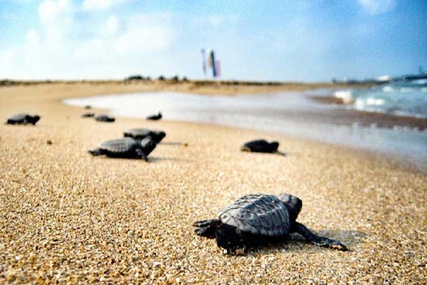 Icmeler: Dalyan Köyceğiz, Mud Bath, Thermal Bath, King Tombs (By Bus) - Image 6
