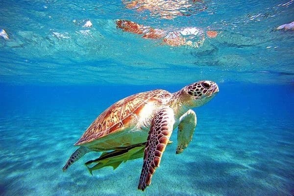 Icmeler: Dalyan Köyceğiz, Mud Bath, Thermal Bath, King Tombs (By Bus) - Image 8