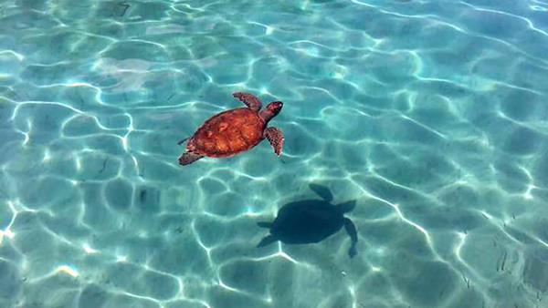 Однодневная морская прогулка из Кемера в заливы Сазак и Генуэзскую бухту Порту с обедом. - Image 10