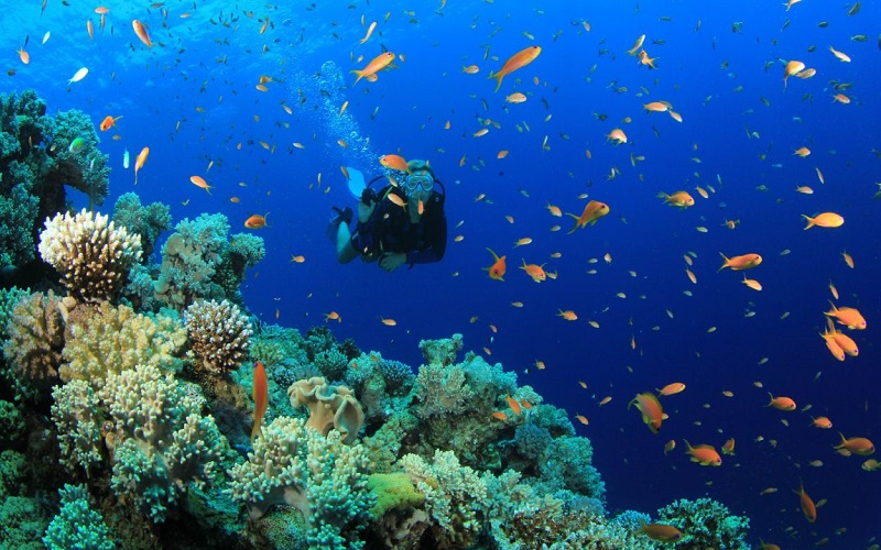 Dive into Kemer's underwater marvels on a guided excursion, discovering. - Image 8