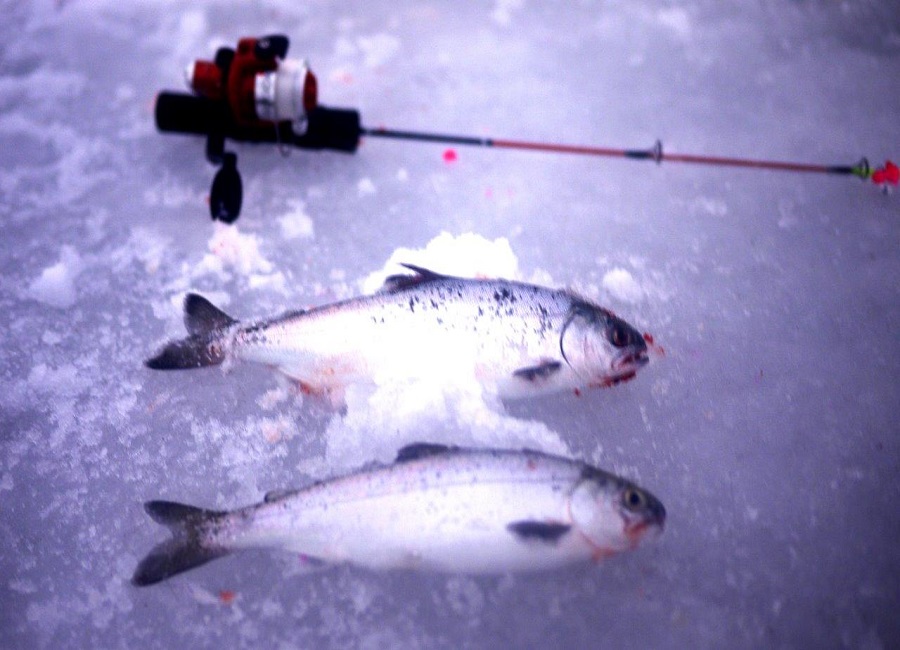 Marmaris Private Fishing Trip - Image 10