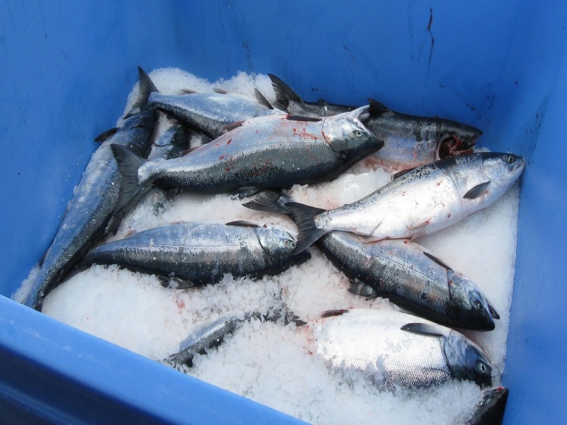 Marmaris Private Fishing Trip - Image 2
